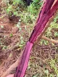 mimosa hostilis root bark