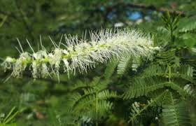 mimosa-hostilis-root-bark-