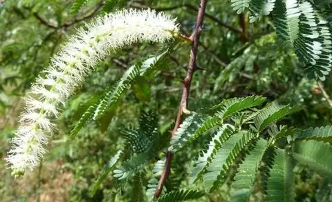 mimosa hostilis