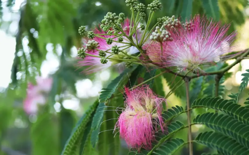 Mimosa